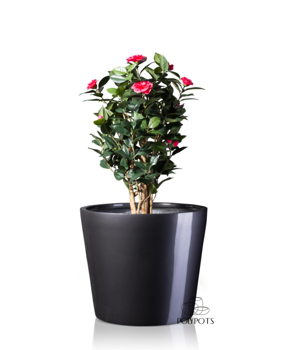 Chậu composite TL1106