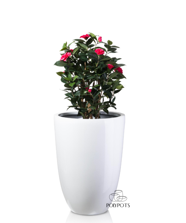 Chậu composite TL1104