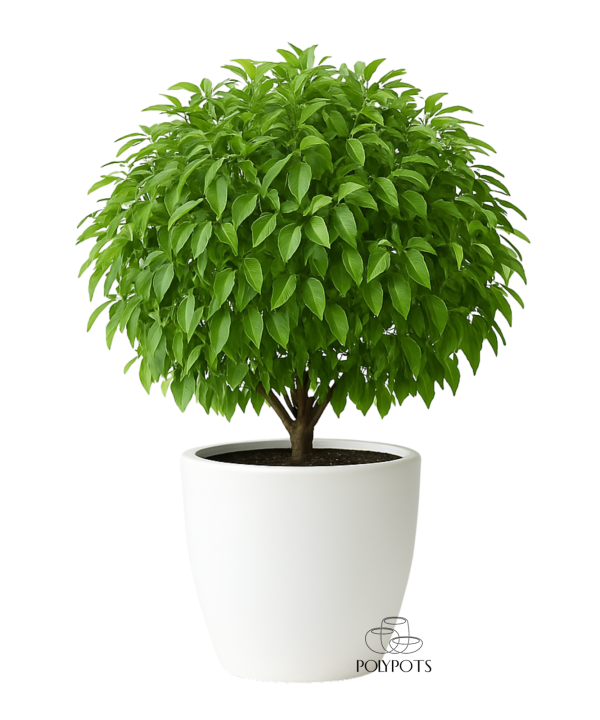 Chậu composite TL2010